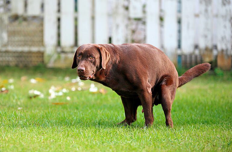 perro-defecando