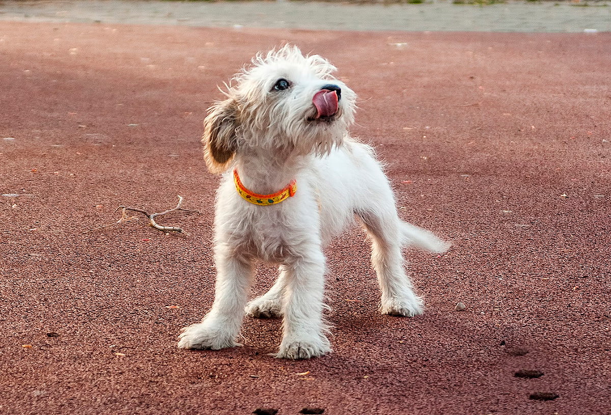 perro despues de defecar