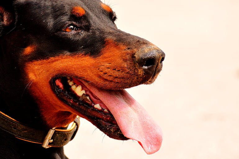 perro dóberman 1