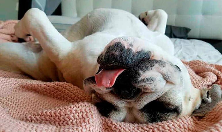 perro-duermiendo-con-las-patas-hacia-arriba