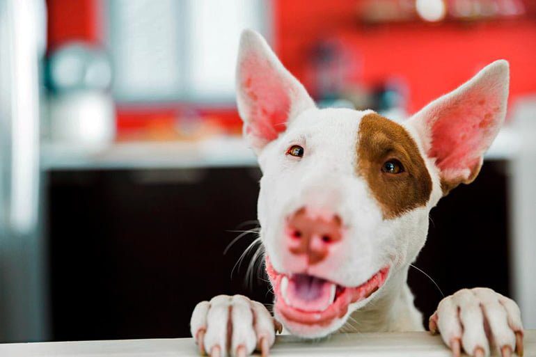 perro esperando para ser desparasitado