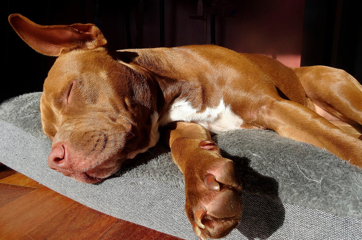 perro grande durmiendo en su cama