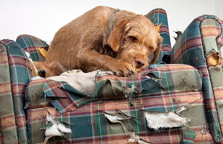 perro mordiendo un sofá