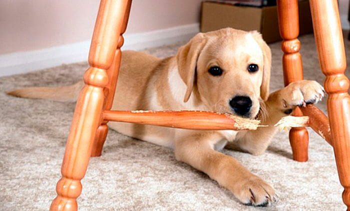 perro-mordiendo-una-silla