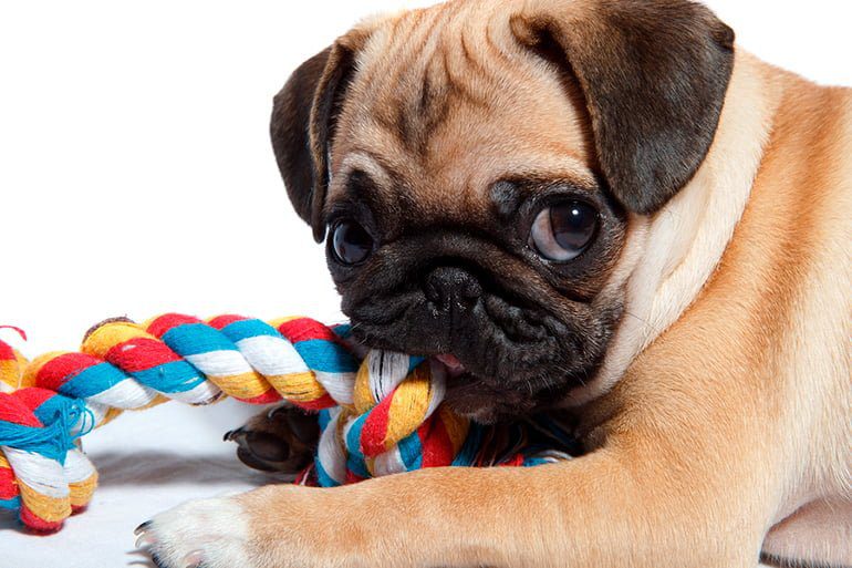 perro pug jugando con un mordedor de cuerda