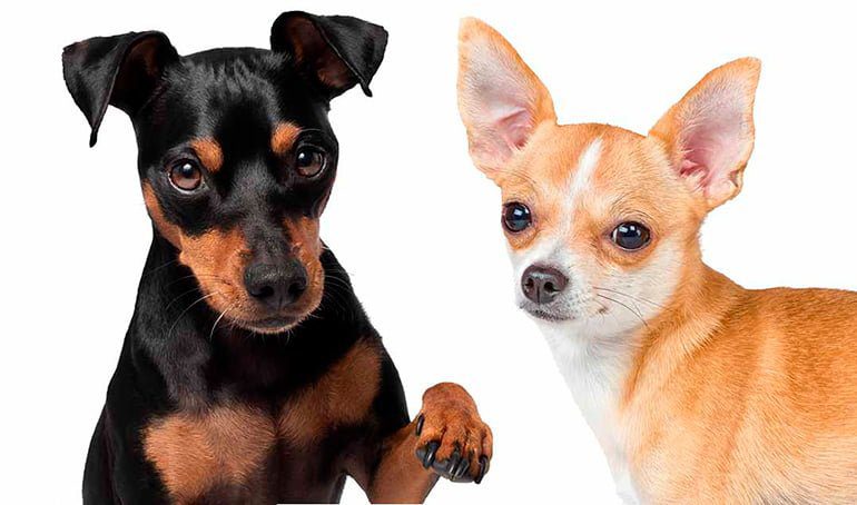 pinscher y chihuahua
