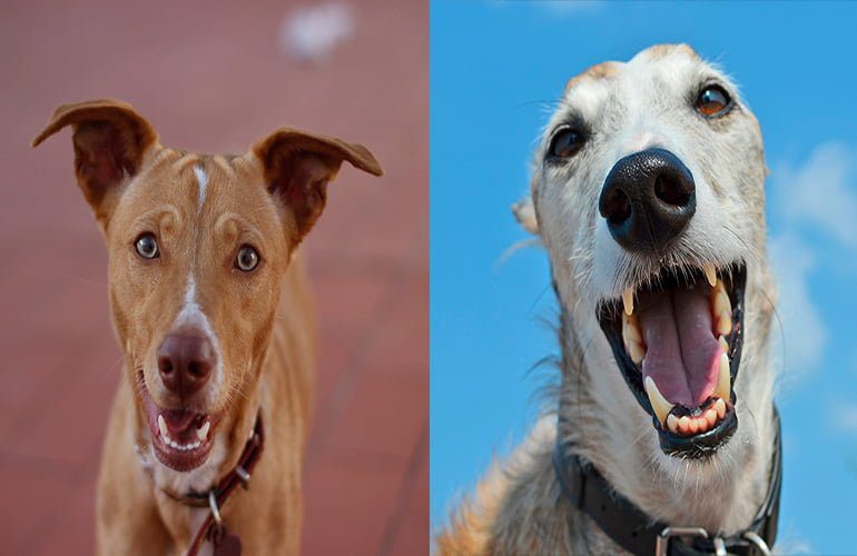 podenco vs galgo