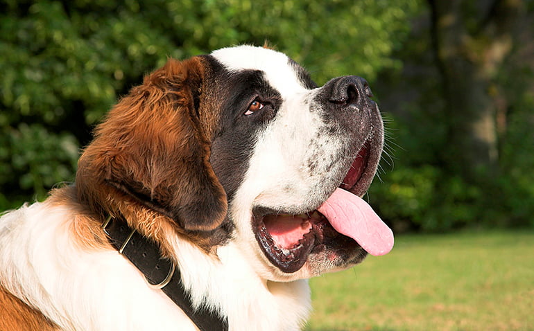 rostro de un perro San Bernardo