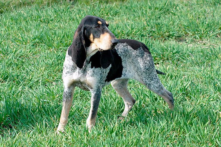 sabueso Gran Azul de Gascuña