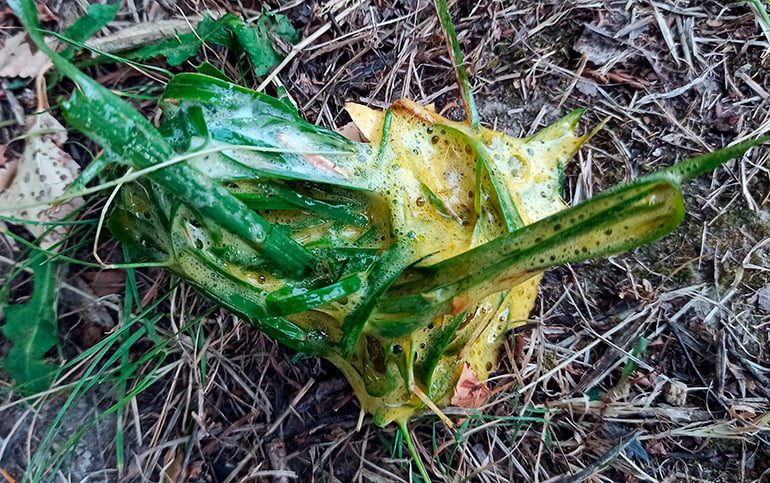 vomioto amarillo de perro