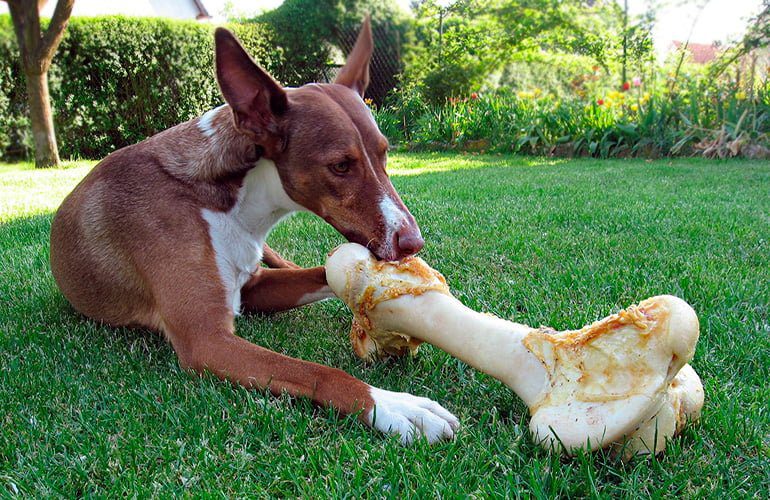 perro comiendo un hueso grande