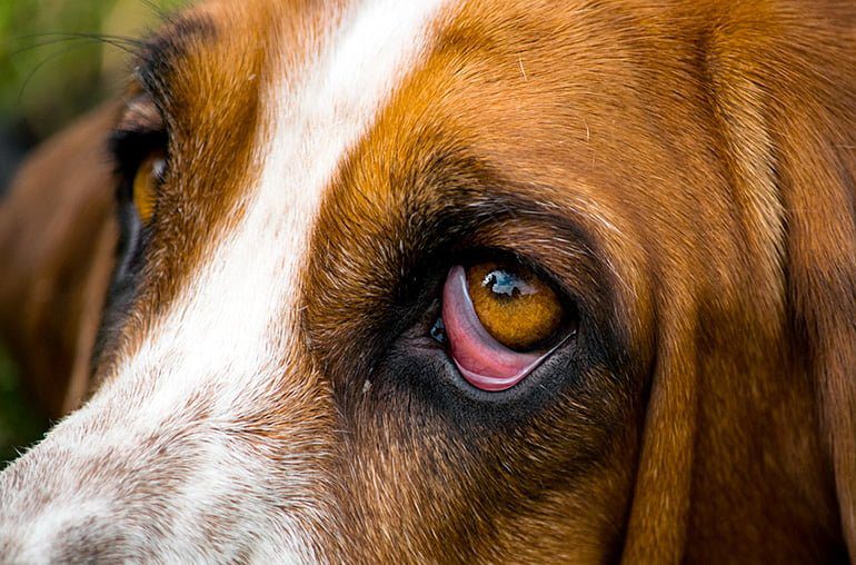 perro con Ectropión