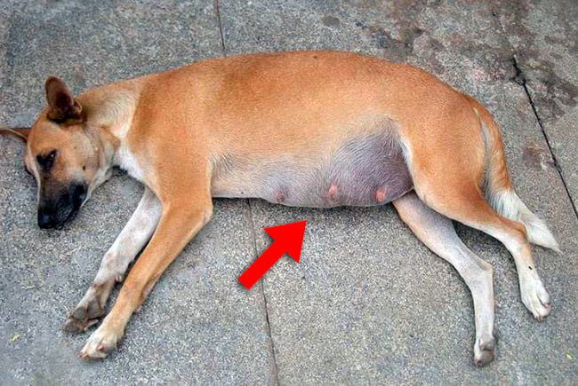 perro-con-el-abdomen-inflamado