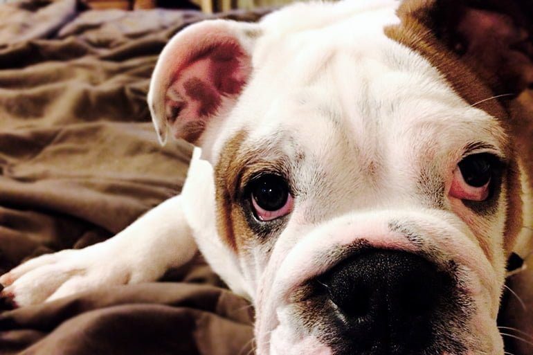 perro con los ojos rojos