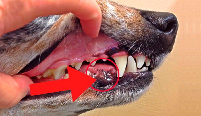 perro-con-melanoma-en-la-boca