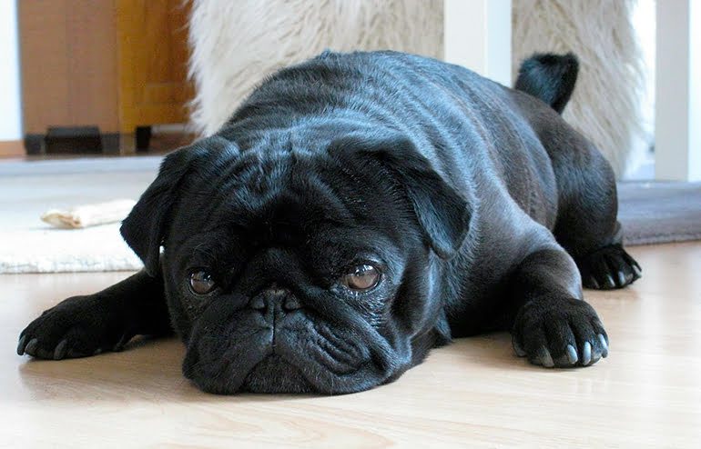 perro-con-ruidos-en-la-panza