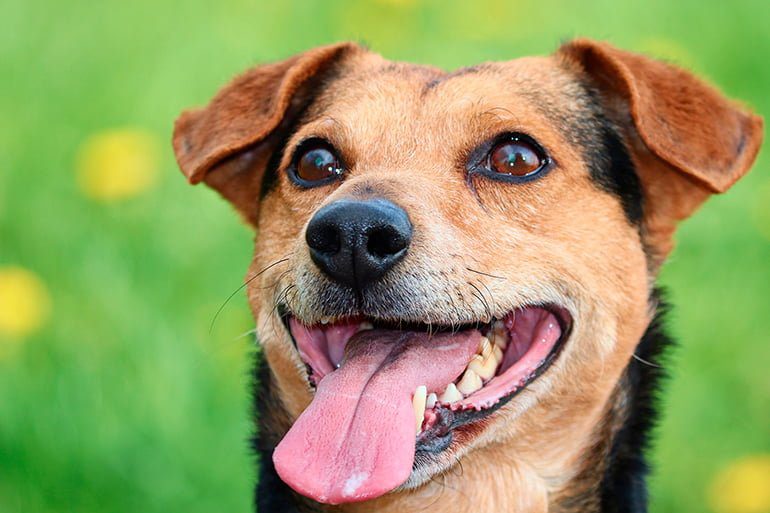 perro-jadeando