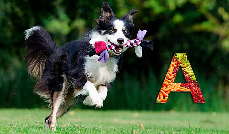 perro sano corriendo
