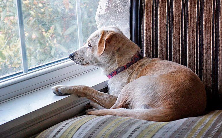 perro solo en casa mirando por la ventana