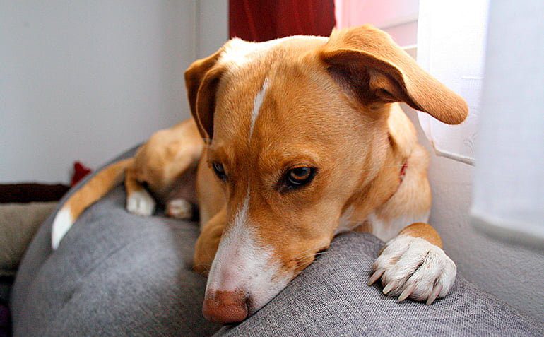 perro tumbado con dolor de tripas y ruidos