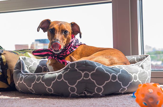 perro-tumbado-en-su-cama