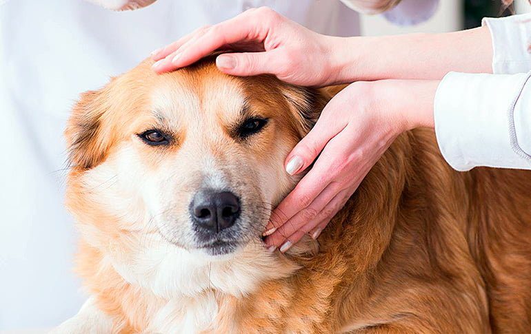 veterinario revisando bola en el cuello de un perro