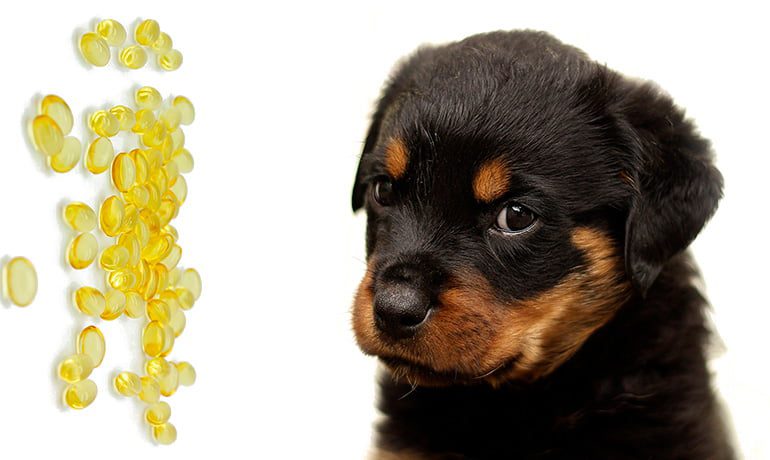 cachorro de perro con omega3