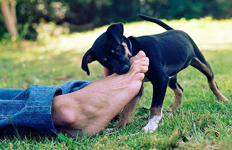 cachorro-de-perro-mordiendo-pies-de-humano