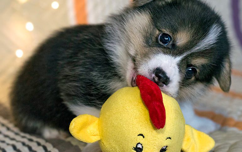 cachorro de perro mordiendo su juguete