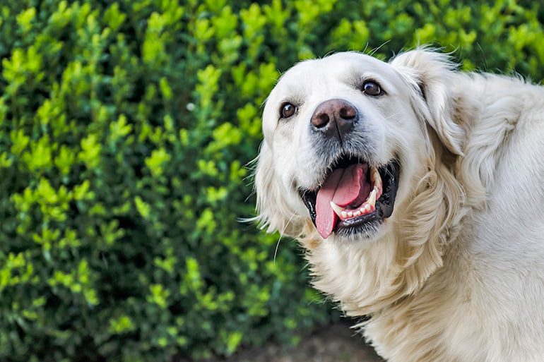 divertido-perro-con-ganas-de-jugar
