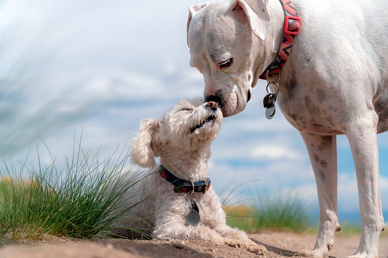 dos perros saludandose