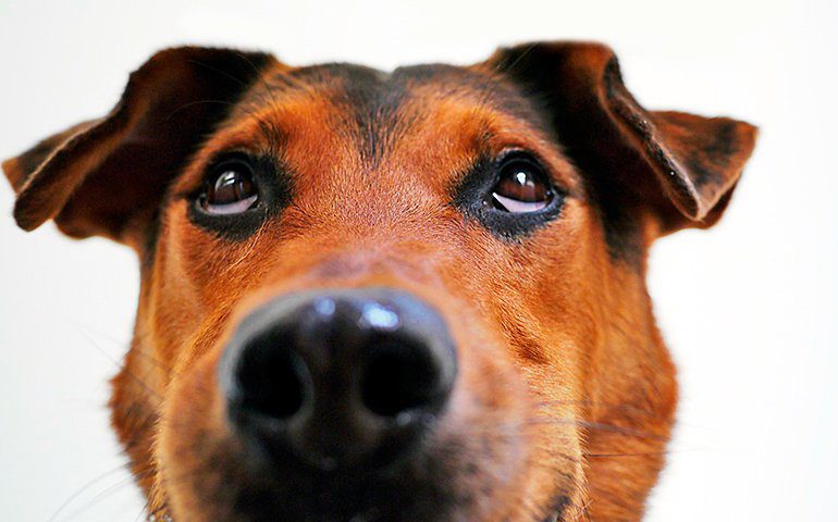 mi perro tras golpearme con su hocico