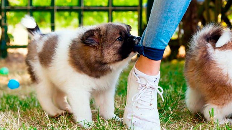 perrito mordisqueando el pantalón de su humana