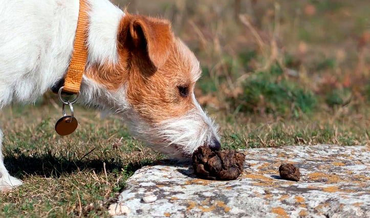 perro-a-punto-de-comer-una-caca