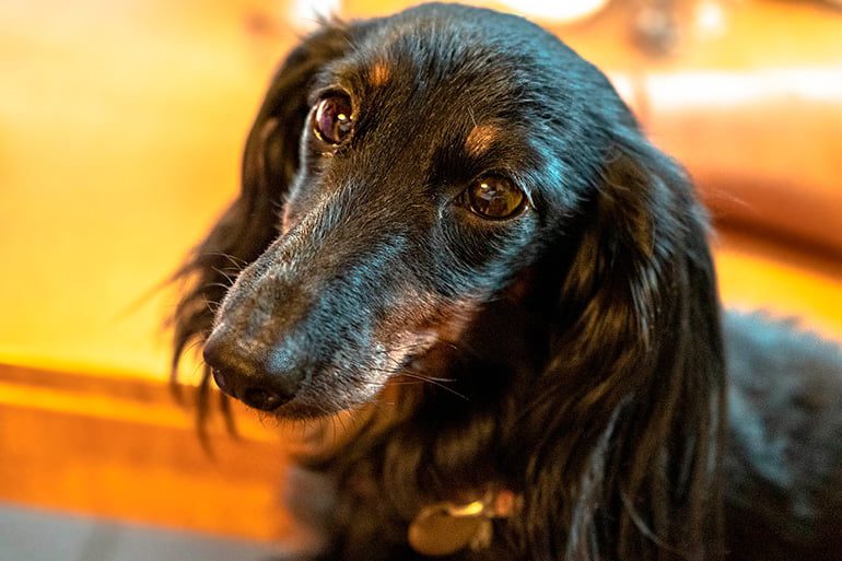 perro adoptado con mirada agradecida