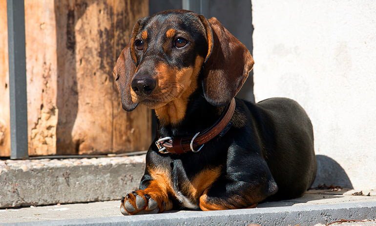 perro-con-el-pelo-muy-brillante