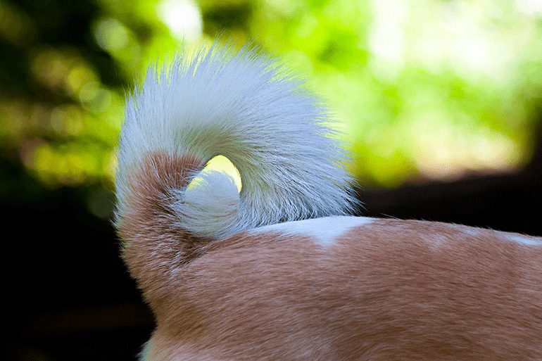 perro-con-la-cola-erizada