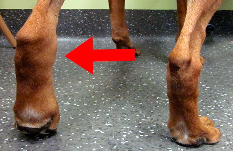 perro-con-la-pata-hinchada