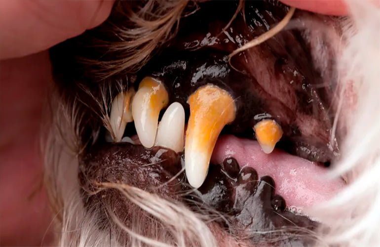 perro con las encías negras
