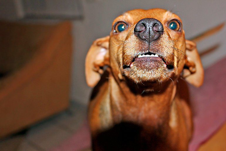 perro-desconfiado-de-un-invitado