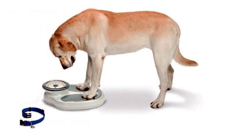 perro en la bascula