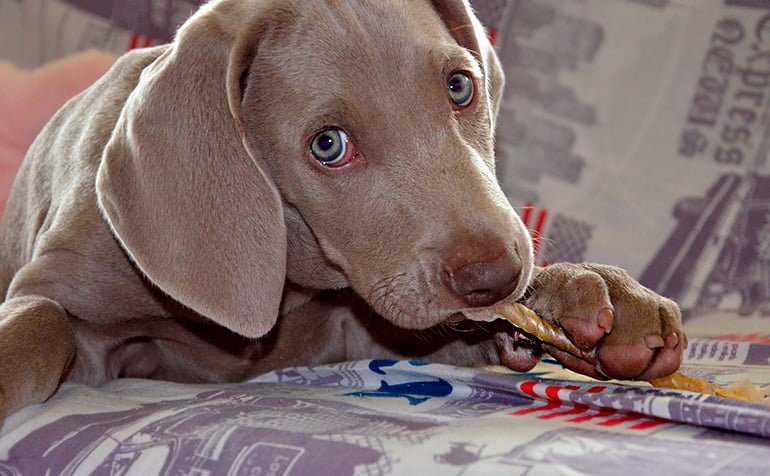 perro-entretenido-con-una-golosina-para-perros