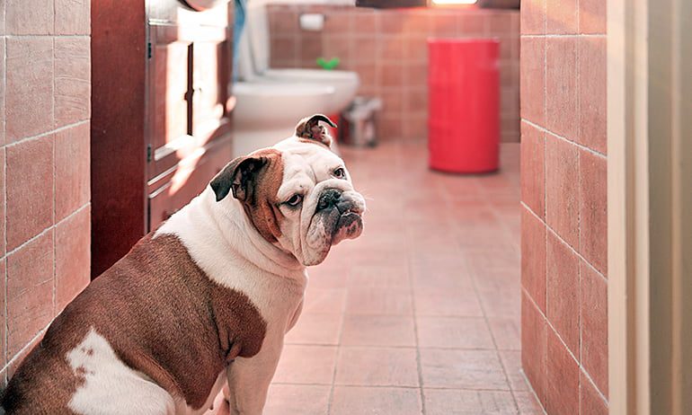 perro me acompaña al cuarto de baño