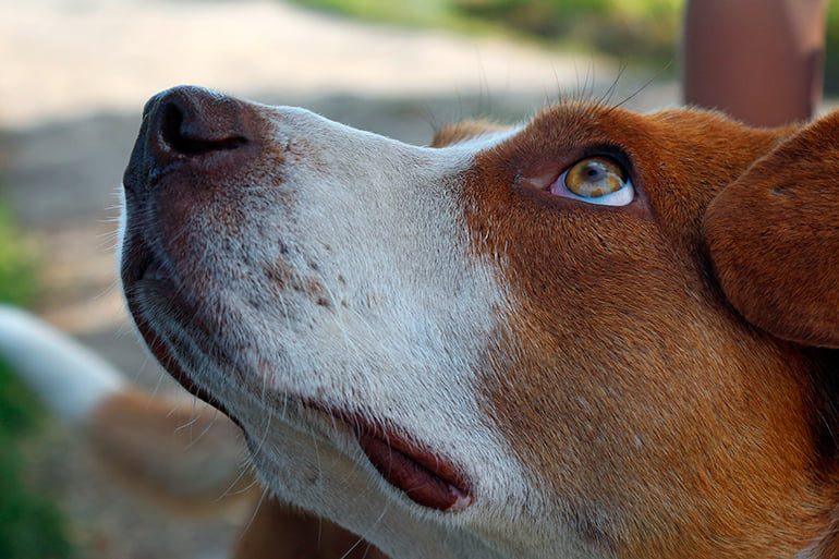 perro mirando fijamente a su humano