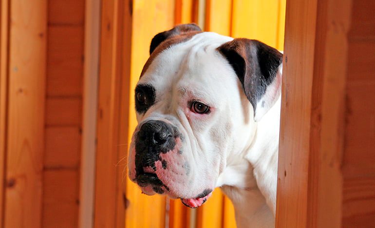 perro-observando-desde-la-puerta