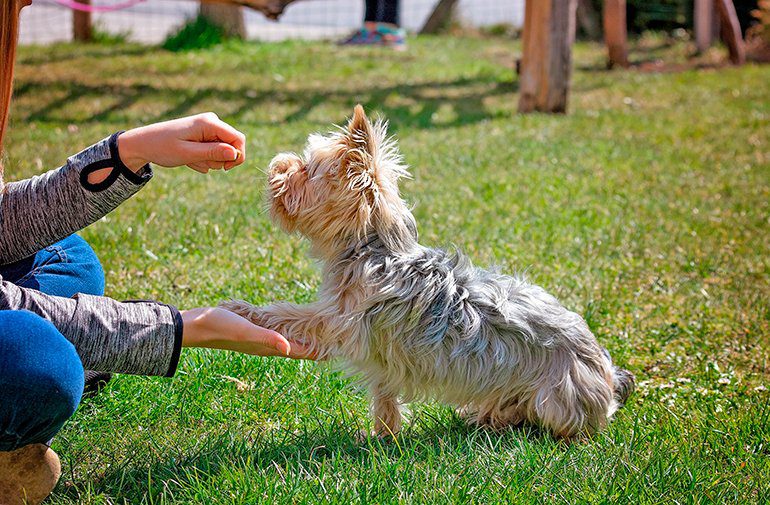 perro pequeño siendo educado