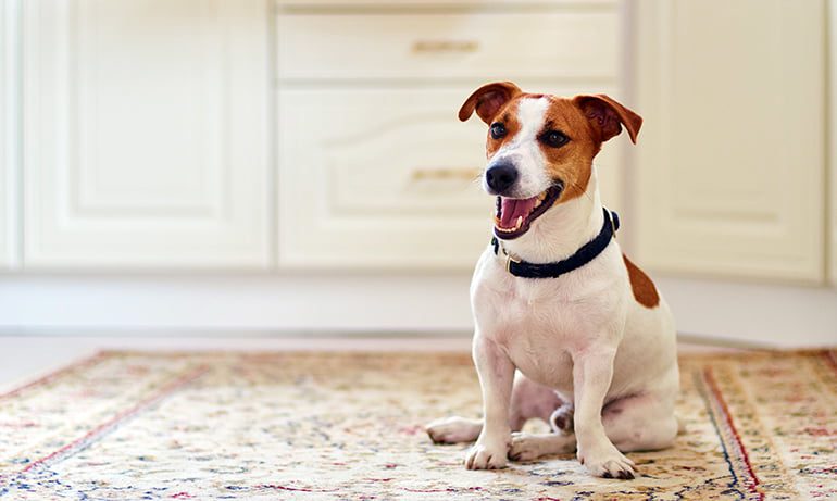 perro-sentado-en-el-wc-esperandome