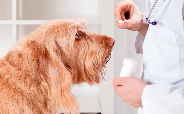 veterinario dando antihestaminico a un perro