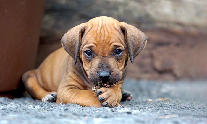 cachorro-de-perro-que-cojea