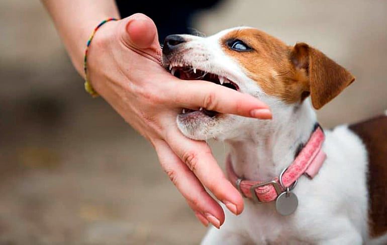 cachorro de perro que muerde mano